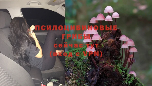 PSILOCYBIN Бугульма